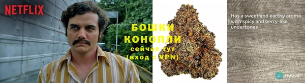 крисы Алзамай
